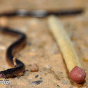 Blind Snake