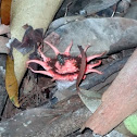 Stinkhorn