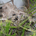 Black Ant