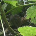 Field Mouse