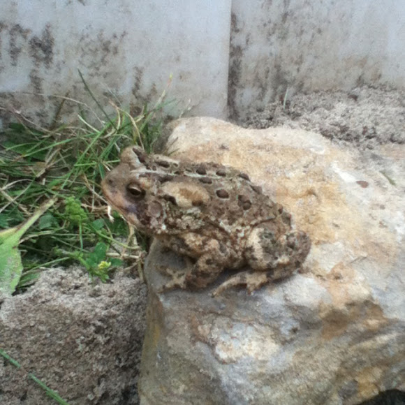Spotting Image 1