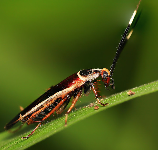 pale bordered field roach Project Noah