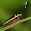 pale bordered field roach