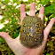 Three-toed Box Turtle