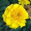 Marigold