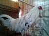 Venta De Gallos Y Huililas Y Trasportadoras