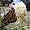 Monarch butterfly (male)