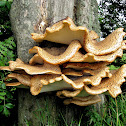 Dryad's Saddle
