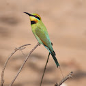 Rainbow bee-eater