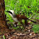 White-crested Laughingthrush