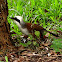 White-crested Laughingthrush