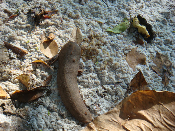 Spotting Image 1