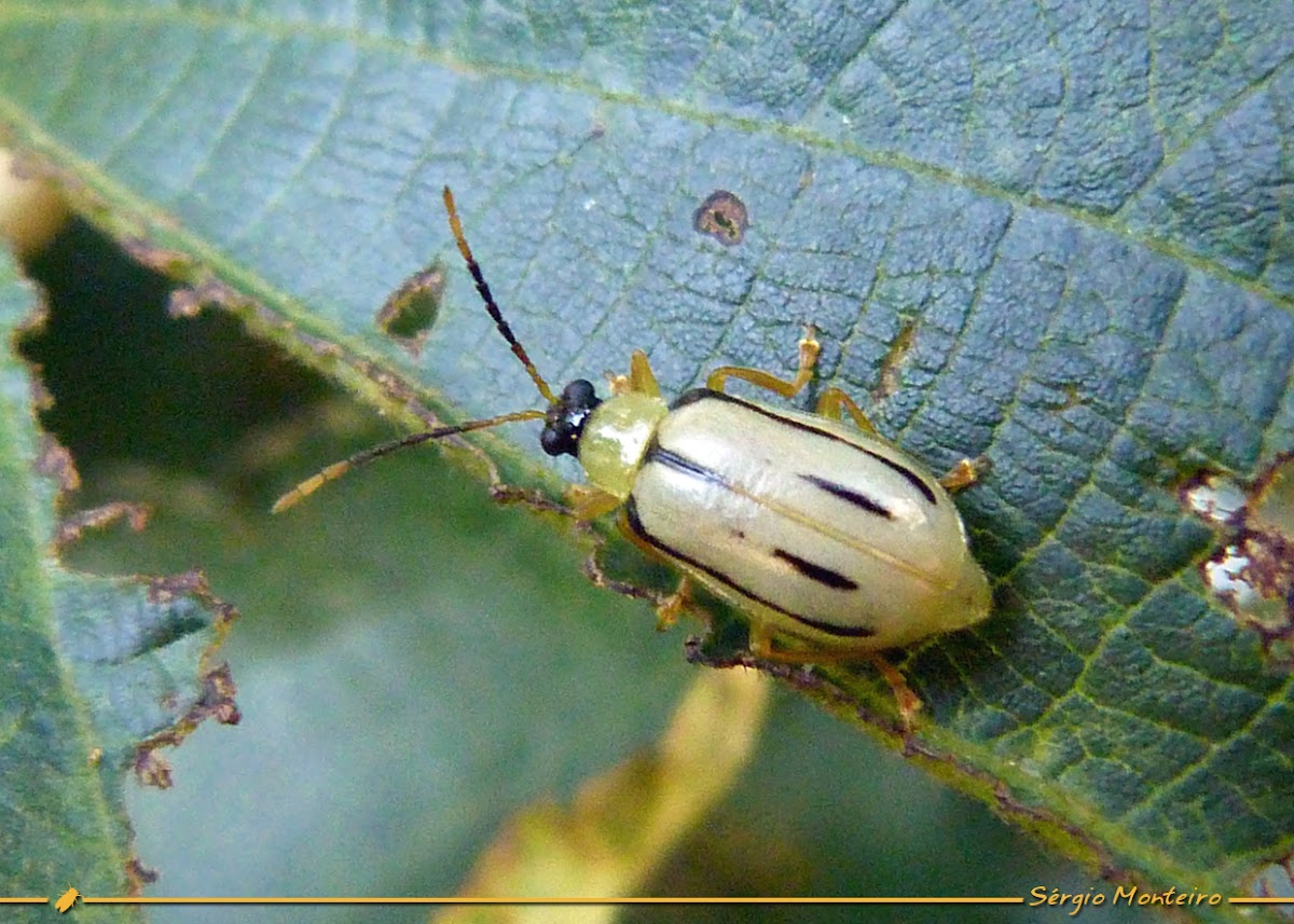Leaf beetle