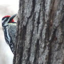 Yellow Bellied Sapsucker