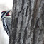 Yellow Bellied Sapsucker