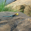 Rainbow Agama