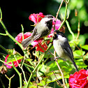 Black-capped Chickadees