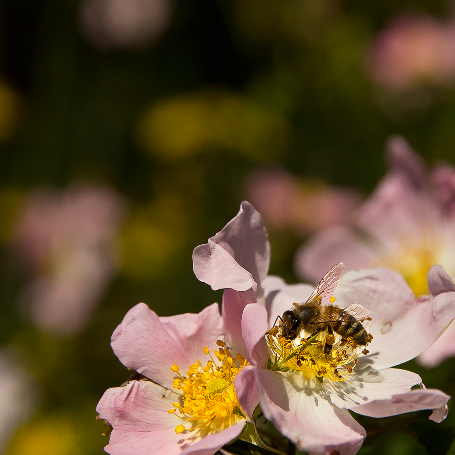 Bee