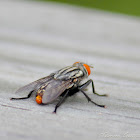Flesh Fly