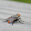 Flesh Fly