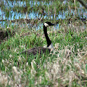 Canada Goose