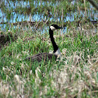 Canada Goose