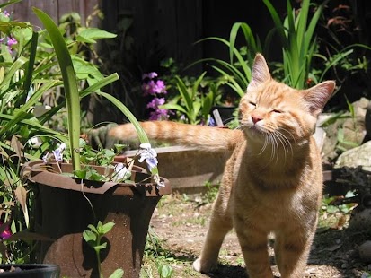 How to download Meow Gallery 1.03 unlimited apk for bluestacks