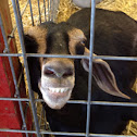 Goat, Domestic Goat