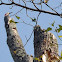 Red-bellied Woodpecker