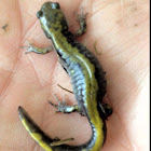 Long-toed Salamander