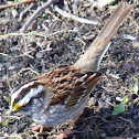 White-throated sparrow