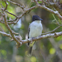Loggerhead Kingbird