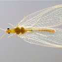 Chrysopidae