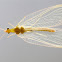 Chrysopidae