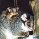 Ringtail possum