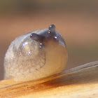 slug