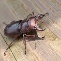 Stag beetle