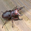Stag beetle