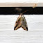 Black-dotted Lithacodia Moth