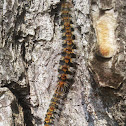 2 Caterpillars