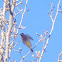 Cedar Waxwing
