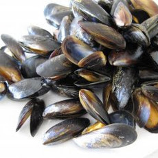 Mussels 