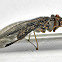 Mantidfly