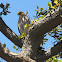 Coopers Hawk