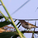Eastern Bonelli’s Warbler