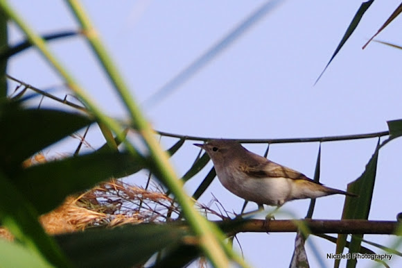Spotting Image 1