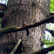 Douglas's Squirrel