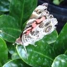 American Painted Lady