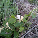 Japanese Honeysuckle