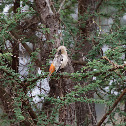 White-headed Buffalo Weaver
